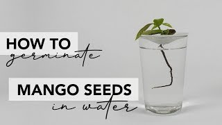 how to germinate a mango seed [upl. by Dorise161]