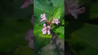 붉은병꽃나무 Korean weigela 꽃말은 전설 flowers [upl. by Kaiulani]