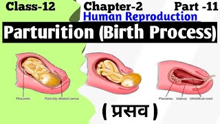 Parturition and Lactation  Human Reproduction  Embryology [upl. by Elgna]