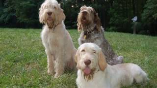 Spinone Italiano  medium sized dog breed [upl. by Ilrebma]