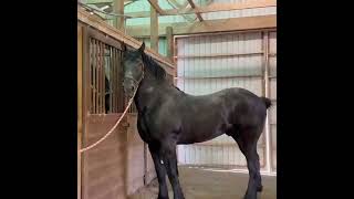 Black Percheron Horse ❤️ 🎥 Windermere Farms [upl. by Seko]