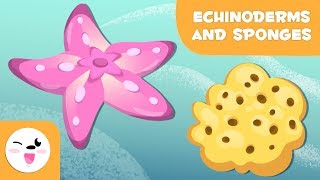 Echinoderms and sponges for kids  Invertebrate animals  Natural Science for kids [upl. by Esinehc]