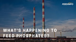 Whats Happening to Feed Phosphates  Feedinfo Explains [upl. by Jermyn193]