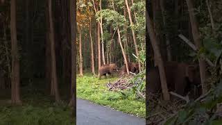 Elephant crossing at wayanad elephant wayanad godsowncountry forest travel wildlife kerala [upl. by Bouchard]