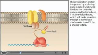 Sec dependent protein Secretion Animation [upl. by Quiteri]