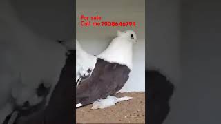 All pigeon loverAmerican saddle fantail female for sale pigeon [upl. by Newg]