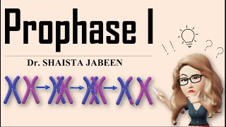 Prophase 1 Stages I Leptotene Zygotene Pachytene Diplotene Diakinesis I Meiosis1 I Recombination [upl. by Alfonzo]