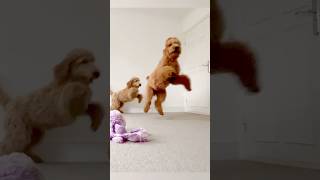 Hungry puppies Goldendoodle and Labradoodle puppy [upl. by Curson]