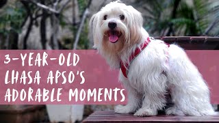 3yearold Lhasa Apso’s adorable moments [upl. by Birkett107]