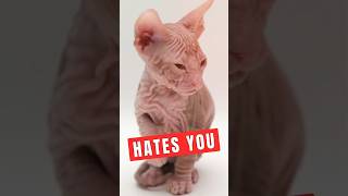 5 Signs That Your Cat Hates You [upl. by Boser]