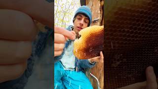 BIENEN IM HERBST 🍂 Teil 3 beesteez honigbiene bienenwachs [upl. by Andersen]