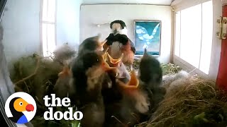 Bird Couple Makes The Most Amazing Home For Their Kids  The Dodo [upl. by Diraf584]