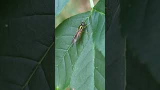 A marvellous Twinspot Centurion Sargus bipunctatus on an Ash leaf soldierfly diptera [upl. by Airtina]