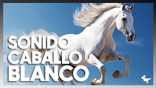 Caballo Blanco en Acción El Sonido Que Te Dejará Sin Palabras 2024 [upl. by Fevre]