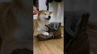 Shiba Inu guards a boot [upl. by Seaton]