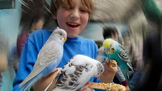 Feed Birds at Gatorland Orlando FL  Parakeets  Emus  Flamingos [upl. by Dlorah310]