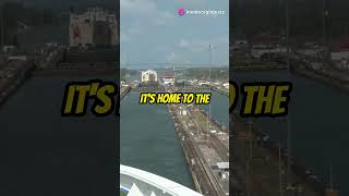 unknown facts about panama shorts ytshorts country history facts viralvideo [upl. by Attelliw]