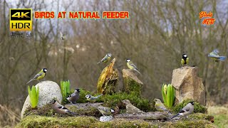 Birds at natural feeder compilation  4K HDR  CATs tv [upl. by Kalmick]