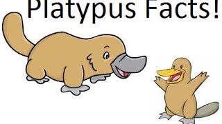 Platypus facts [upl. by Yerbua]