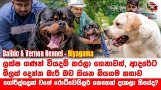 ආදරේට මිලක් දෙන්න බැරි බලු පිස්සුව  RottweilerLabrador RetrieverDaibalo amp Vornon Kennel ViralBe [upl. by Faucher]