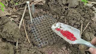 Red Elderberry Propagation from Seed In Situ Forest Method [upl. by Llertrac693]