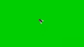 House fly Green screen HD fx effect with sound Green screen insect that MUST WATCH by everyone [upl. by Atig]