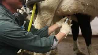 How to infuse antibiotics into dairy cows to treat infections [upl. by Enorahs]