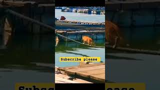 Mission Impossible 🤣 viralvideo doglover nature animals funny [upl. by Atyekram401]