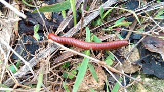 Wow 😱 Mencari Menemukan melihat hunting hewan kaki seribu Luwing millipede gede besar raksasa kecil [upl. by Nywg]