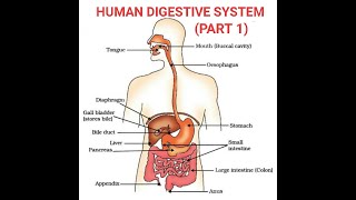 HUMAN DIGESTIVE SYSTEM OR HUMAN ALIMENTARY CANAL PART 1 CBSE CLASS 10 CHAPTER 6 LIFE PROCESSES [upl. by Ydennek463]