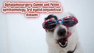 Ophalamicsurgery Canine and Feline ophthalmology 3rd eyelidconjunctival diseases [upl. by Eisac]