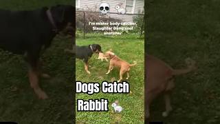 Dogs Catch Rabbit hunting rabbit dogfight wildlife predator preydrive rottweiler Terriers [upl. by Cerys548]