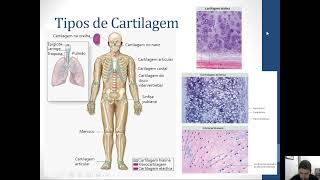 Aula Histologia da Cartilagem  Tecido cartilaginoso [upl. by Ehrman]