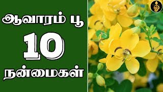 Aavaram poo health benefits in Tamil  ஆவாரம் பூ பயன்கள்  Aavaram poo uses  Payangal  Dheivegam [upl. by Ehc]