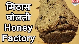 Mahabaleshwar की वादियों में मिठास घोलती है Honey Factory [upl. by Nadine]