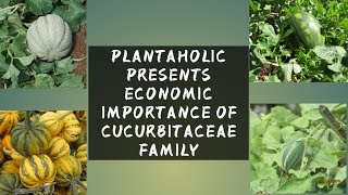 Economic Importance of Cucurbitaceae Family And some facts [upl. by Landmeier50]