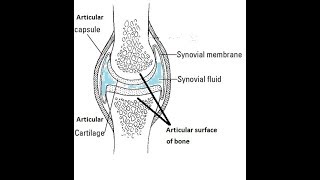 Structure of synovial joint [upl. by Mosera963]