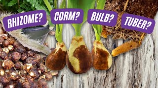 Rhizomes Corms Tubers and Bulbs Oh My  Learn the Difference  Plant Nerd Series Episode 2 [upl. by Lednahc]