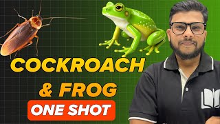 COCKROACH amp FROG BY SHOAIB SIR [upl. by Arly]