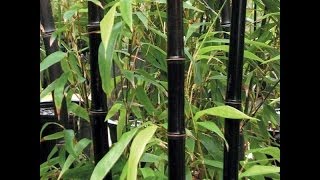 How to Grow BAMBOO from Seed Indoors Fast [upl. by Mcgaw]