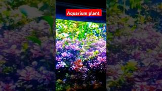 AQUARIUM PLANTS  SHORTS [upl. by Jump]