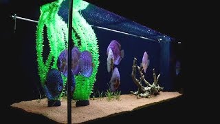 Adding Fake Plants To My Discus Fish Tank  Juwel Rio 400 [upl. by Lleksah668]