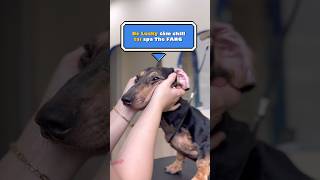 Bé Lucky tắm chill tại spa the Fang dog pets thefang dogspa [upl. by Ellerehs]