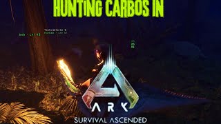 Ark Survival Ascended Hunting Carbos For Chitin [upl. by Anaihr]