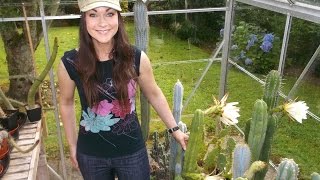 My San Pedro TPachanoi amp TScopulicola Cacti from buds to blooms [upl. by Grossman477]