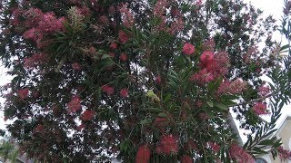 All Maxed Out On Bottle Brush Tree [upl. by Seraphina382]