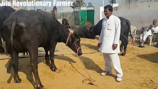 मुर्रा भैंस को कैसे पहचाने MURRAH Buffalo Characteristics Learn from ShPawan sir owner ARJUN bull [upl. by Garibold]