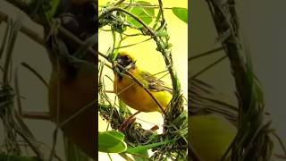 WEAVER BIRD MAKING NEST funny trending music trendingsong trendingshorts shorts shortvideo [upl. by Zampardi796]