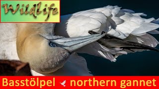 northern gannet Morus bassanus Basstölpel [upl. by Eelyk]