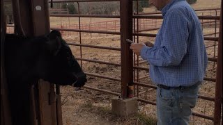 See how HERD HOLDER makes cattle record keeping EASY beef beefcattle cattle cow ranch farming [upl. by Aliekat]